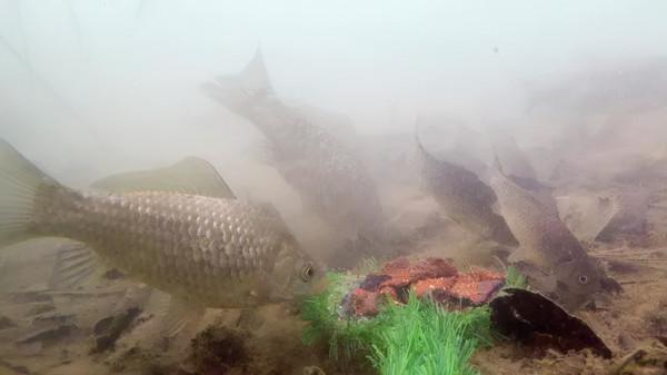 為什麼野釣鯽魚不建議浮釣？看完這幾條理由，你就明白了