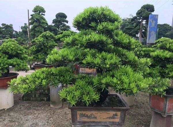 100種常見植物圖鑑,出門識花不再難,適合給小孩子做科普範文 100種常見植物圖鑑,出門識花不再難,適合給小孩子做科普範文