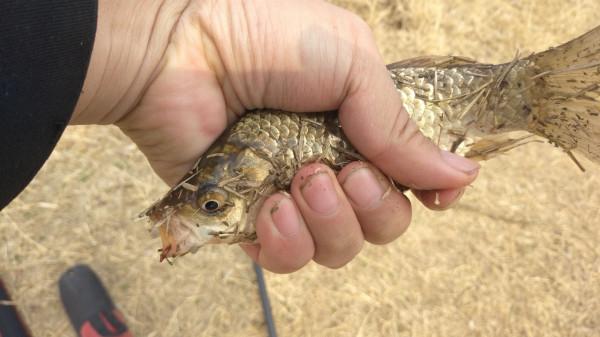 節後首釣喜獲大板鯽，高興之餘有點遺憾