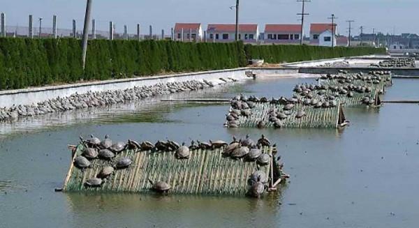 70後大叔陳靜濤，仿野生養殖甲魚，絕地翻身年銷6000萬
