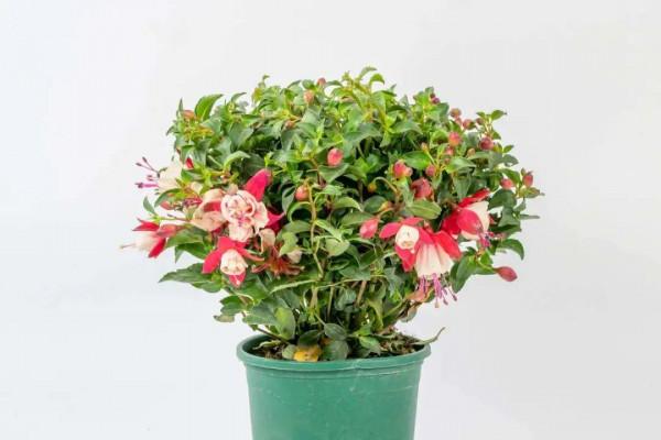 買花也要注意辨別“坑”,才能挑到好花,花開爆盆 買花也要注意辨別“坑”,才能挑到好花,花開爆盆