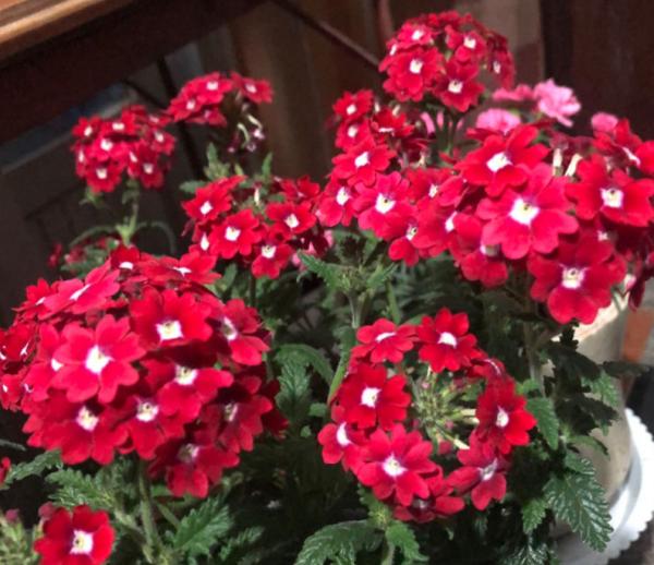 8月逛花市,看到3種花直接買回家,多曬太陽很快爆盆 8月逛花市,看到3種花直接買回家,多曬太陽很快爆盆