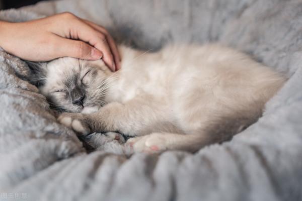 三貓記 2 二胎政策就是好，送我一隻大肥貓