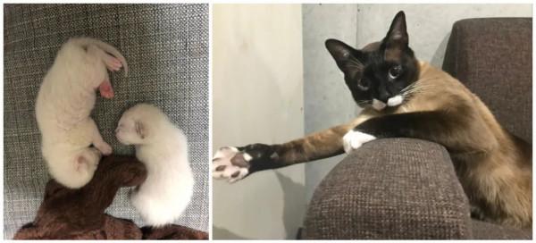 養暹羅就像在拆盲盒，拆著拆著…意外就發生了