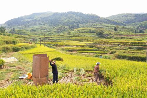 金秋澤雅,梯田稻浪美醉了 金秋澤雅,梯田稻浪美醉了