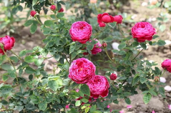 最美月季花 最美月季花