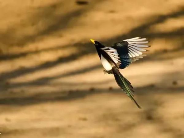 分享圖片&mdash;&mdash;喜鵲報喜鳥，喜事來咱家