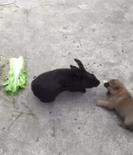 如何養好一隻兔子呢？下面這6小點一定要記牢了呀