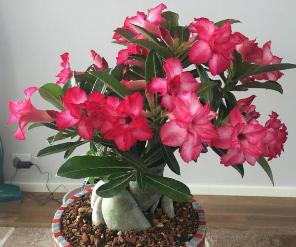 5種漂亮花，冬天“愛睡覺”，少水“缺糧”多曬曬才能長得好