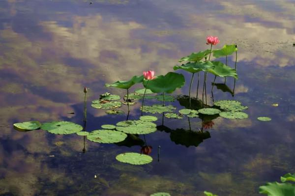 跟著乾隆去賞荷