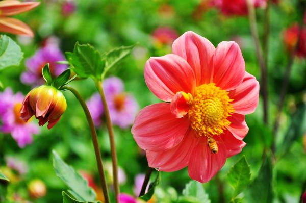 100種常見花卉的播種栽培大全,送給愛養花的你 100種常見花卉的播種栽培大全,送給愛養花的你