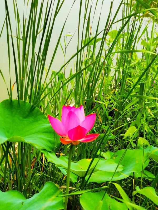 湖北有兩個沉湖，你知道嗎？