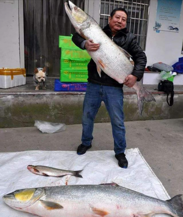 3斤的黃辣丁，一米六的鯰魚王，釣友頻繁釣上大魚，禁漁的功勞？