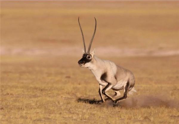 沙地年均縮減1980平方公里,動物從瀕危變易危,中國發布白皮書 沙地年均縮減1980平方公里,動物從瀕危變易危,中國發布白皮書