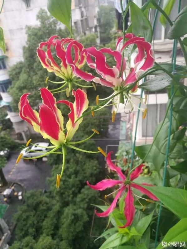 “壽命長”的10種花,寓意好,格調高,老人見了眉開眼笑 “壽命長”的10種花,寓意好,格調高,老人見了眉開眼笑