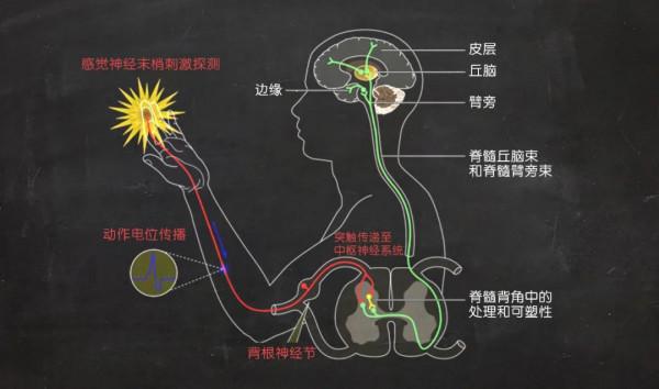 為什麼會辣得“菊花痛”？剛剛公佈的諾貝爾生理學或醫學獎給你答案！