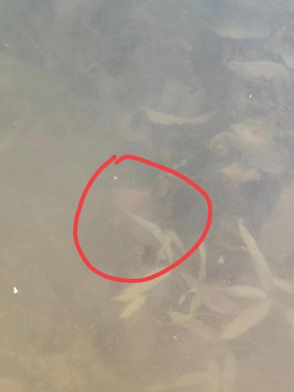 紅鯉魚躍龍門咯