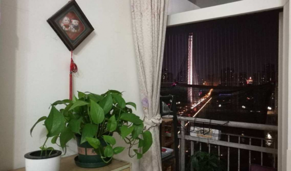 &OpenCurlyDoubleQuote;手賤&rdquo;甭養花！即使皮實如長壽花，一樣會養死