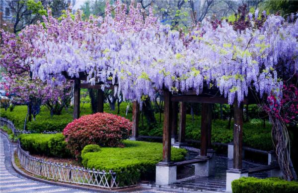 “壽命長”的11種花，好養寓意好，越養越值錢