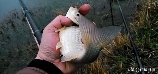 早春垂釣技巧及注意事項