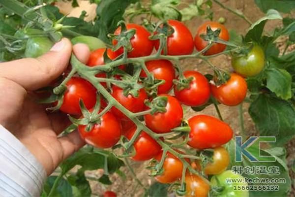 無土栽培袋培的結構與優勢 無土栽培袋培的結構與優勢