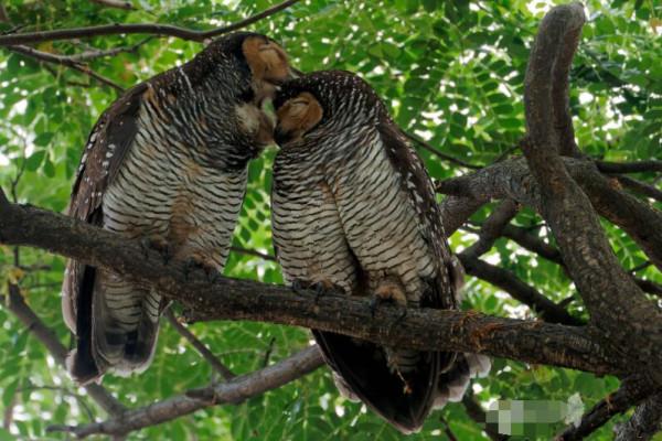 舉報！這對&OpenCurlyDoubleQuote;鳥人&rdquo;在新加坡公園公然&OpenCurlyDoubleQuote;虐狗&rdquo;，恩愛秀的甜過啦
