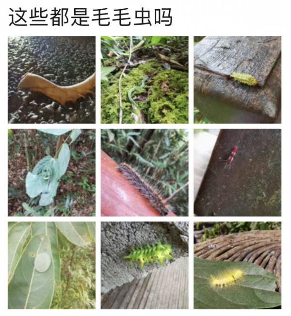 「相對論·大象來我村」村裡的森林體驗師：歸來的，不只是象｜Vol.99