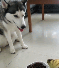 “雪橇三傻”是真的傻嗎？