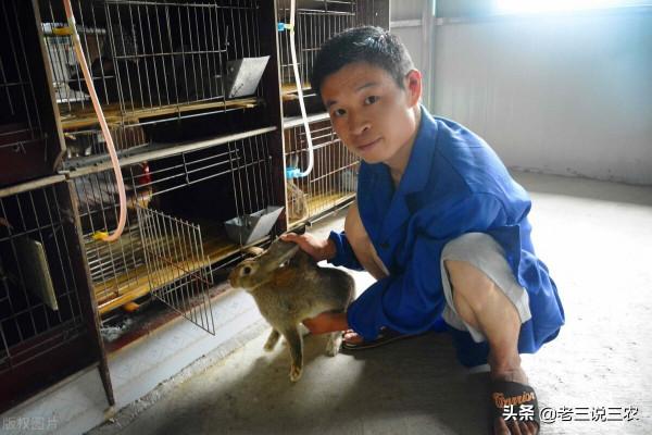 這三種食物，只要讓兔子一吃，少生病，產仔多，一隻年利潤1000元