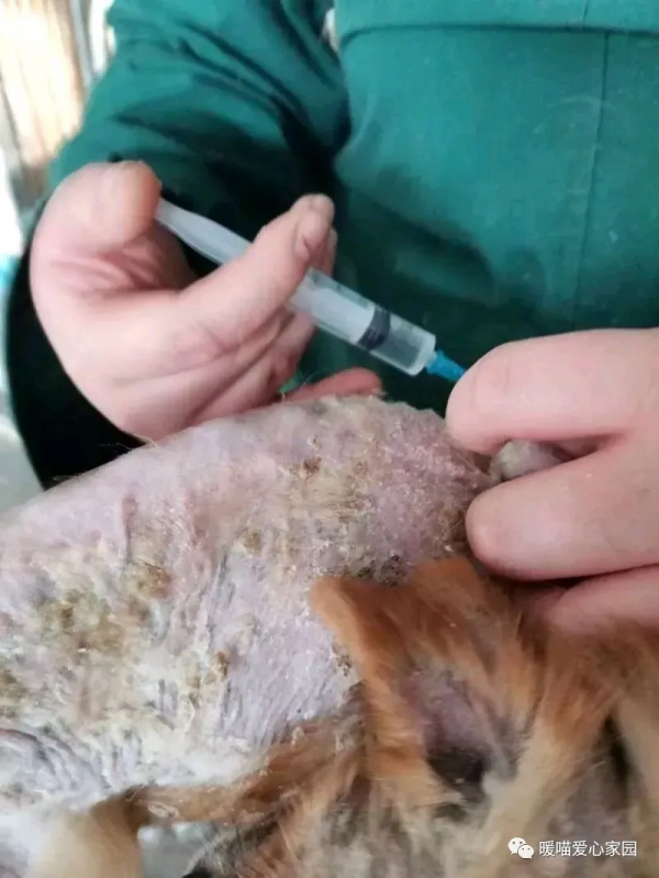 面板病癱瘓狗狗—小美的故事