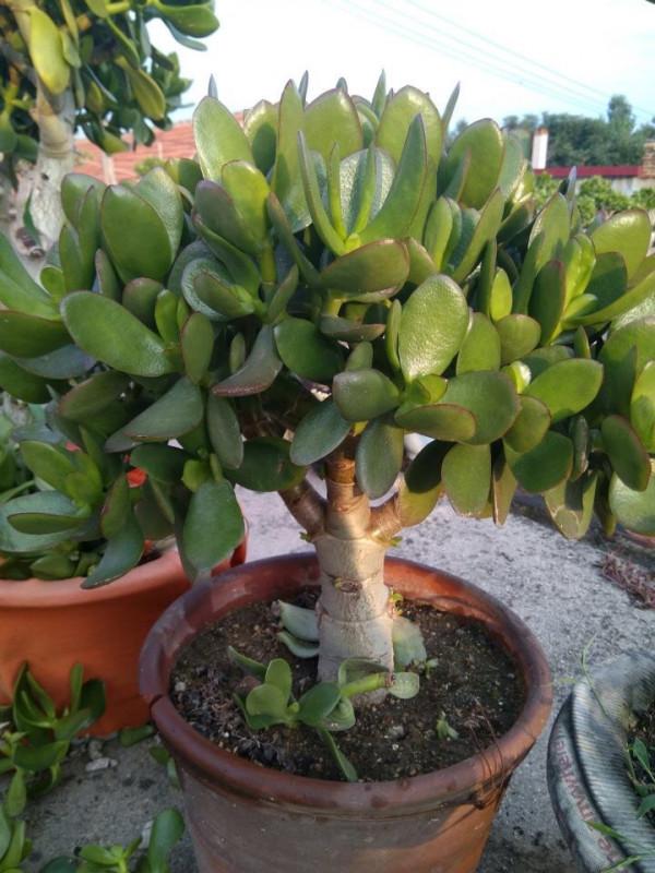 養玉樹3個“控養法”,學會剋制,才能長成“玉樹臨風”的大盆景 養玉樹3個“控養法”,學會剋制,才能長成“玉樹臨風”的大盆景