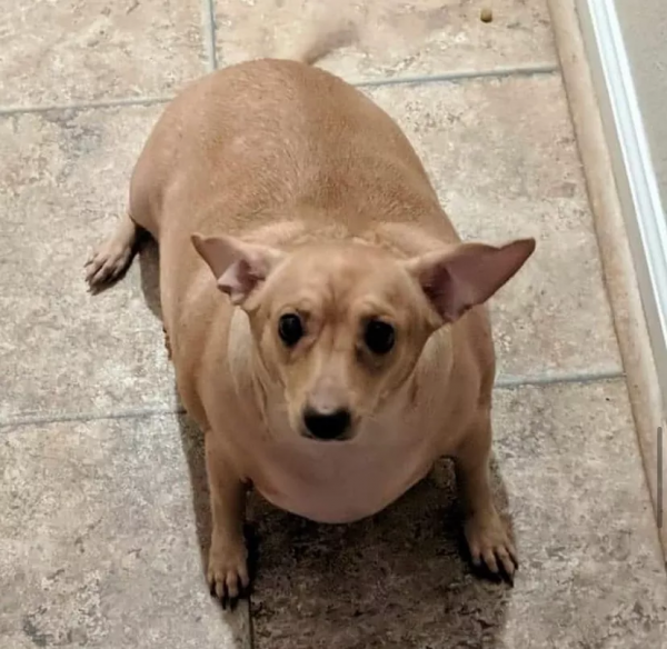 狗子因過於肥胖被拋棄，新主人幫它減肥成功後脫胎換骨