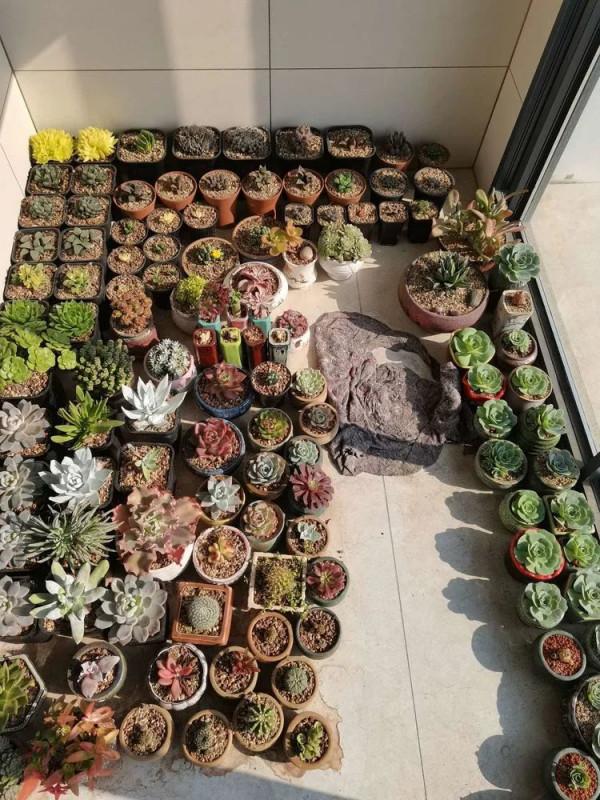 時光清淺,取些許美好,與多肉相伴,守一份心淨 時光清淺,取些許美好,與多肉相伴,守一份心淨