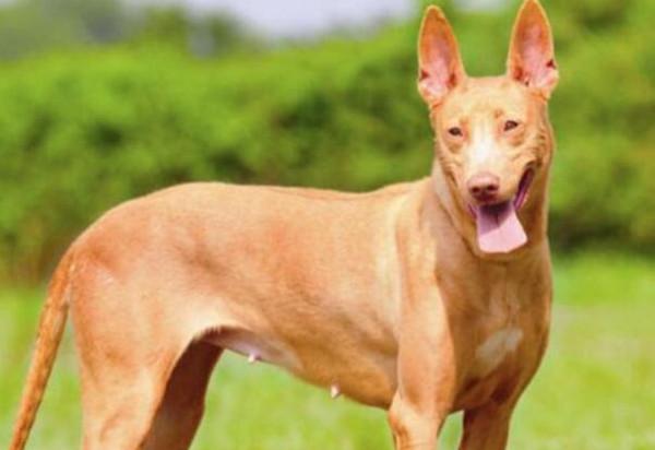 這7種狗，愛乾淨、易餵養，養過的人從沒後悔過