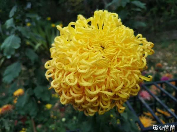 10種“髒髒”花,愛乾淨的人別養,會招蟲子 10種“髒髒”花,愛乾淨的人別養,會招蟲子