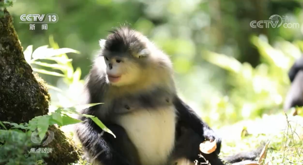 焦點訪談:COP15來了 焦點訪談:COP15來了