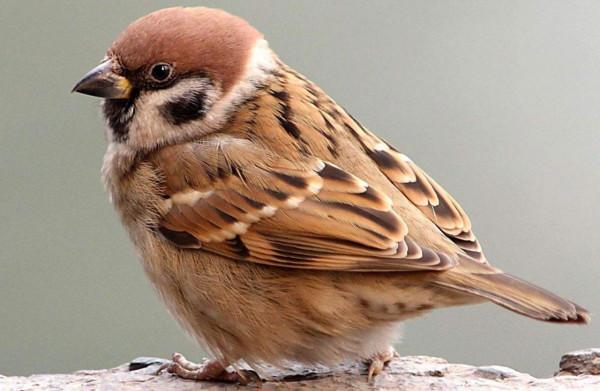 農村什麼最好吃？當然是野味，小時候喜歡的這些野味，已逐漸消失