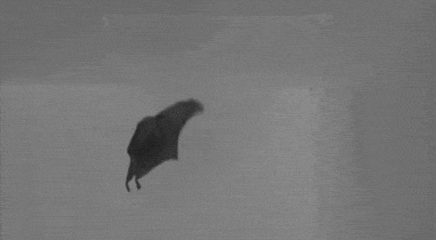 蝙蝠攜帶傳染病毒，為啥不能讓它滅絕，科學家：後果可能與之相反