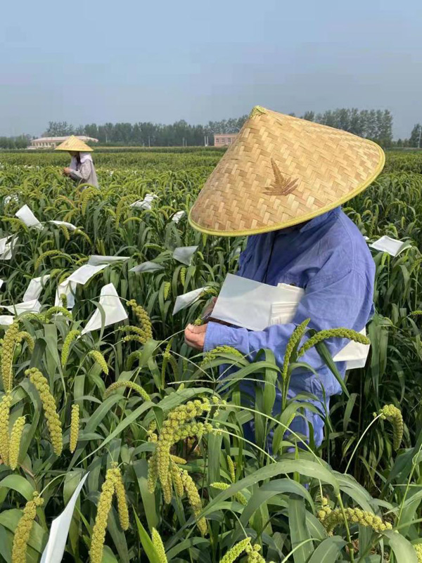 從狗尾草變身穀子新種 生物育種“魔法”如何實現？