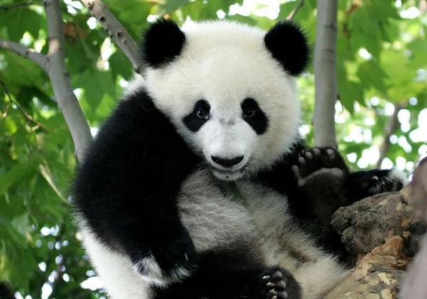 圖片分享—呆萌可愛大熊貓