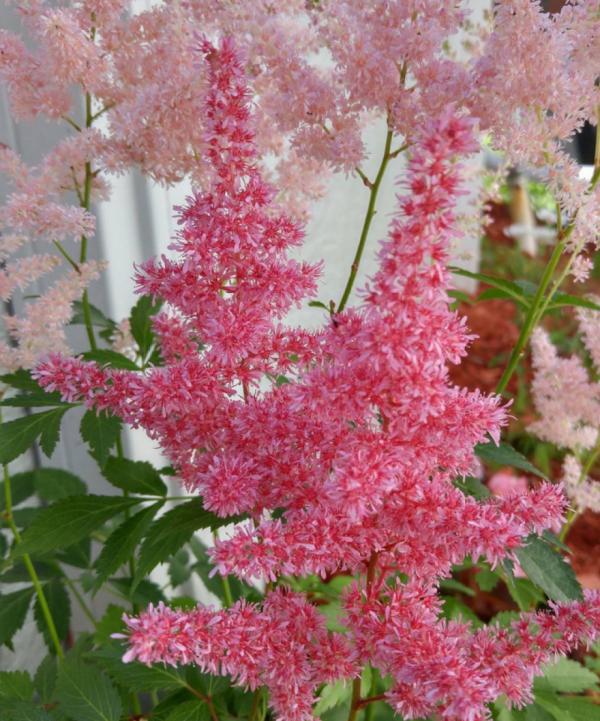 家裡別隻養綠蘿，15種精緻耐陰花，光照不好也能長很美