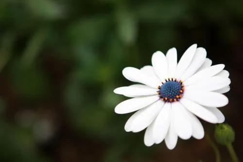 子嗣在命運中到底有多重要？