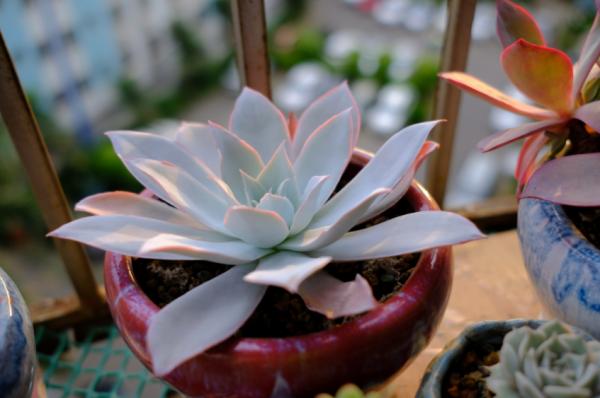 沒養過多肉界“三仙子”，怎知多肉也能飄逸靈動？這個秋季別錯過