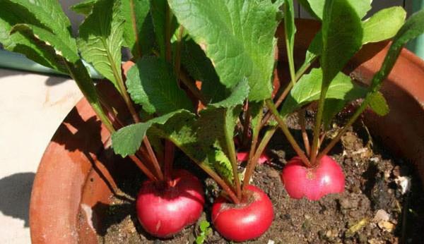 陽臺養花，不如養“這種菜”，富含維生素c和鈣，能讓身體更健康