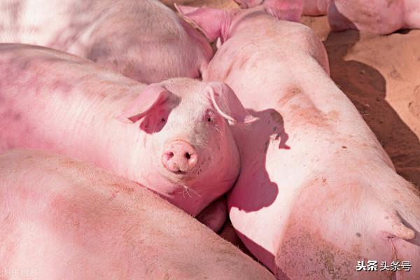 下半年豬價如何,春節前豬肉會漲價嗎?養豬人說 下半年豬價如何,春節前豬肉會漲價嗎?養豬人說