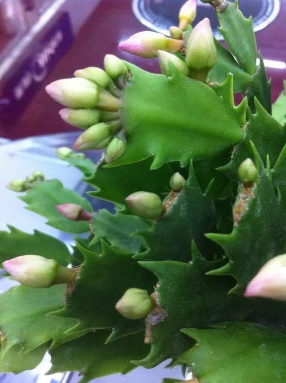 7種花有個小機關,找對位置開啟它,新芽爆滿盆 7種花有個小機關,找對位置開啟它,新芽爆滿盆