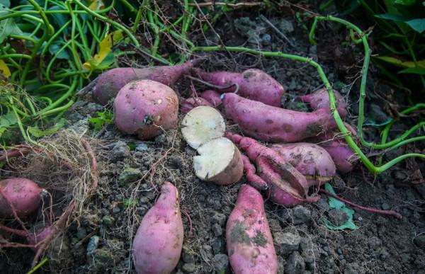 10歲小孩自稱紅軍參加過長征，毛主席問誰能證明？他說道：賀龍