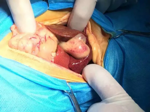 原來我的貓一直長了2顆心，快來看看你家的有嗎