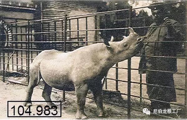 沒救了，燉了吧：二戰中的德國柏林動物園