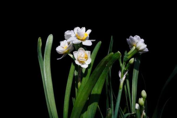 凌波仙子——水仙花